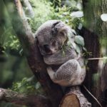 Koalas de peluche para ayudar a Australia – Laura Tejerina